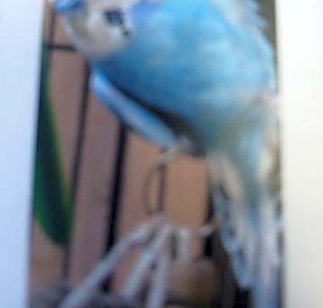 Photo of Snowball