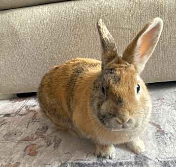 Photo of Pancake-Kitchener
