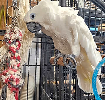 Photo of Dusty the Umbrella Cockatoo