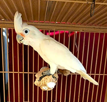 Photo of Wiley 39YO M Goffins Cockatoo