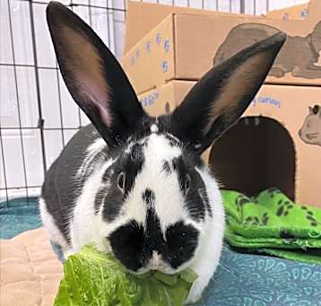 Photo of Penelope