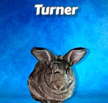 Photo of Turner (bonded to Hooch)
