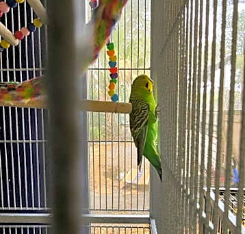 Photo of 4 Keets