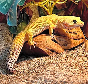 Photo of Monsieur Plantain