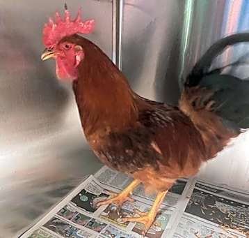 Photo of Foghorn Leghorn