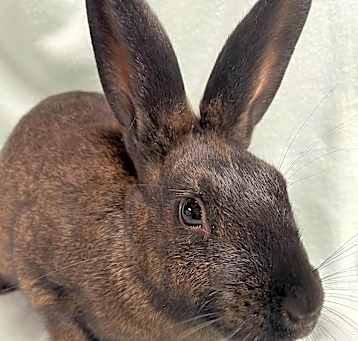 Photo of Cinder