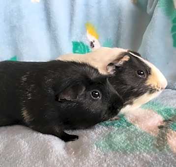 Photo of Snoops ( Bonded to Snappy)