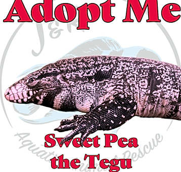 Photo of Sweet Pea the Tegu