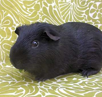 Photo of Sammy