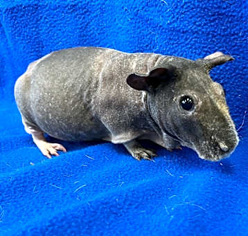 Photo of Chip (bonded with Dale)