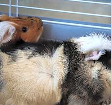 Photo of Chubby
