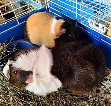 Photo of Dipa & Jazziea