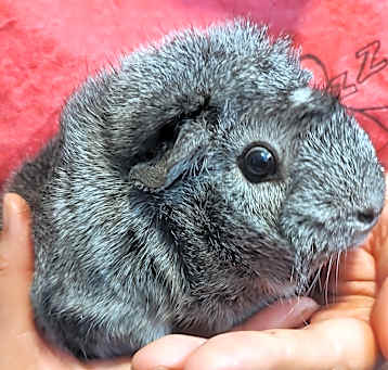 Photo of Chip & Chedure & Yudi