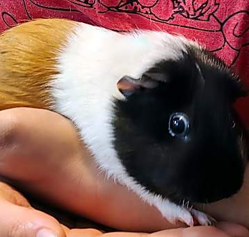 Photo of Rileytomato