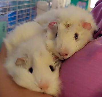 Photo of Chufrack & Pikafrick