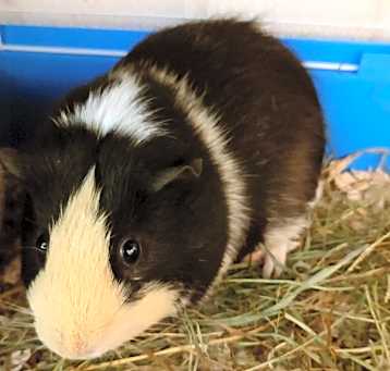 Photo of Luigii