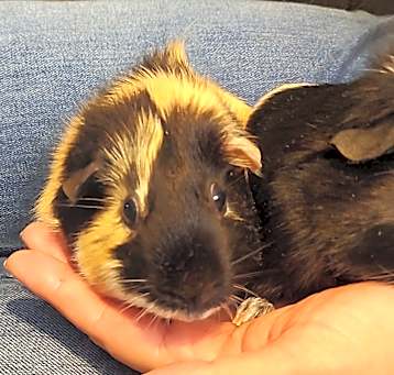 Photo of CiciLou & Mochibean