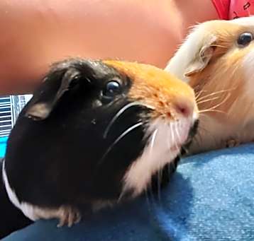 Photo of Cici & Trixee