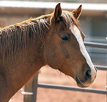 Photo of Blaze