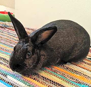 Photo of Twix