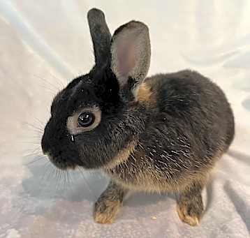 Photo of Mellow