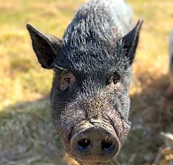 Photo of Mozzy