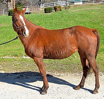 Photo of HAZEL