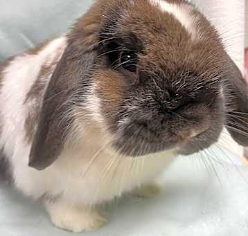 Photo of Dash