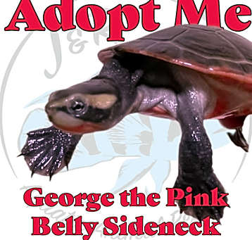 Photo of George the Pinkbelly Sideneck