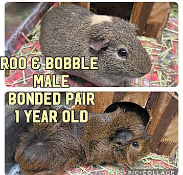 Photo of Roo