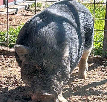Photo of PEPPER