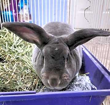Photo of Mr. Potato (pending)