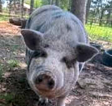 Photo of Shirley