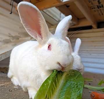 Photo of Daffodil