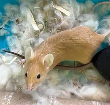 Photo of Spatter