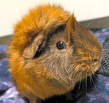 Photo of Chunk Norris