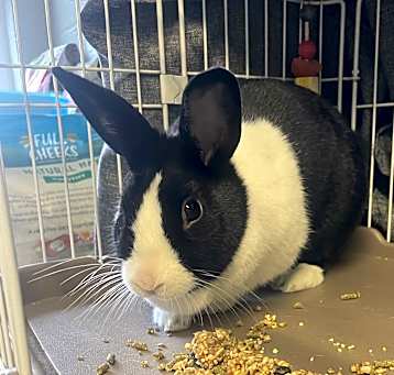 Photo of Lucky
