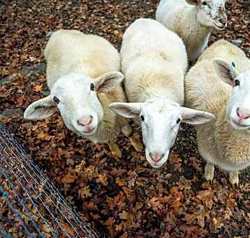 Photo of Katahdin Sheep