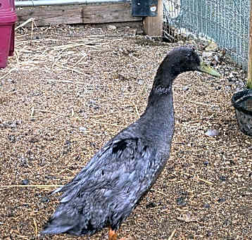 Photo of Draco