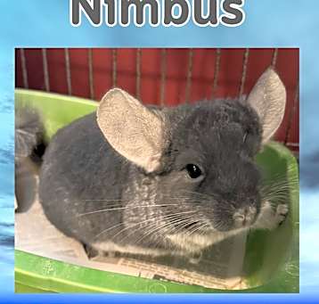 Photo of Nimbus