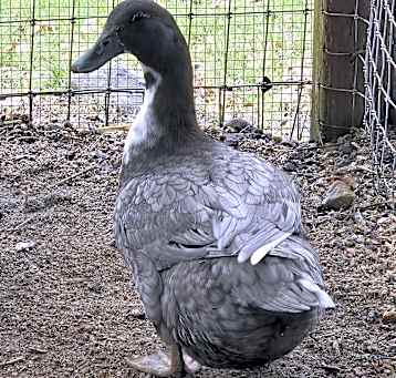 Photo of Daffy