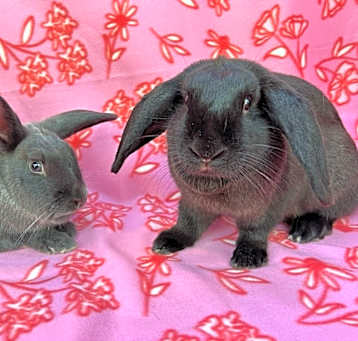 Photo of Olivia (Bonded to Selena)