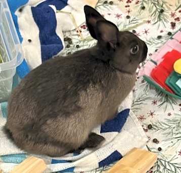 Photo of Chubbs