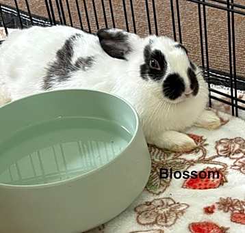 Photo of Blossom