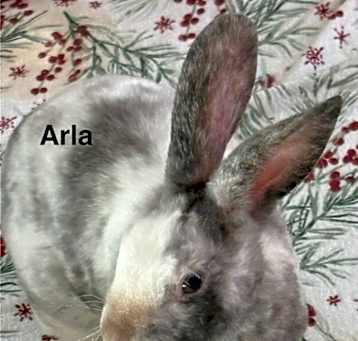 Photo of Arla