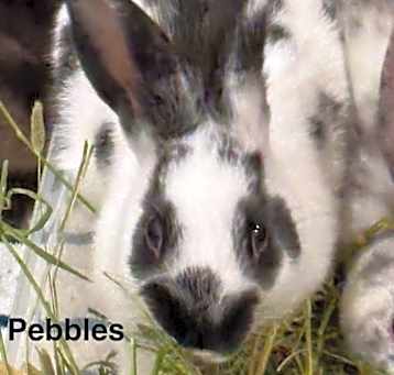 Photo of Pebbles