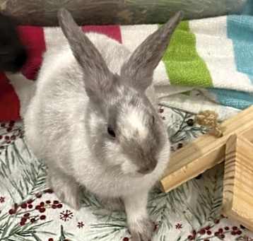 Photo of Bumble