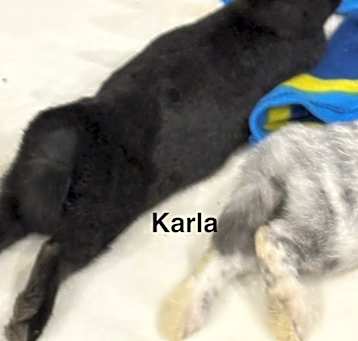 Photo of Karla