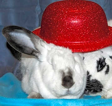 Photo of Sarah (Bonded to Perry)