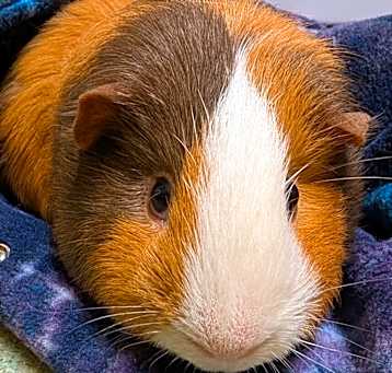 Photo of Chubbs
